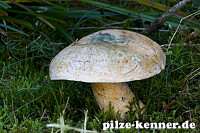 Fichtenreizker