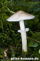 Fleischrötlicher Schirmling