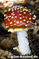 Fliegenpilz