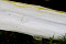Fliegenpilz
