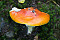 Fliegenpilz