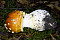 Fliegenpilz