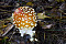 Fliegenpilz