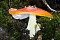 Fliegenpilz