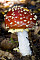 Fliegenpilz