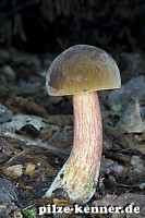 Flockenstieliger Hexenröhrling