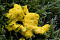 Gelbe Lohblüte