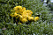 Gelbe Lohblüte