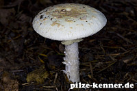 Gelber Knollenblätterpilz