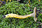 Gelbstieliger Trompetenpfifferling