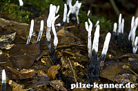 Geweihförmige Holzkeule