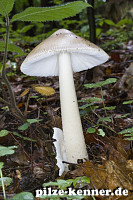 Grauer Scheidenstreifling