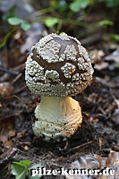 Grauer Wulstling