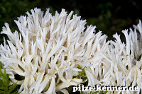 Kammförmige Koralle