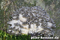 Maitake