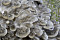 Maitake