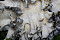 Maitake