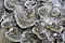Maitake
