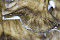 Maitake