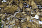 Maitake