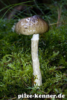 Natternstieliger Schneckling