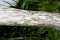 Natternstieliger Schneckling