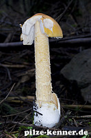Orangegelber Scheidenstreifling