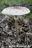Parasol