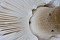 Parasol