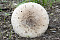 Parasol