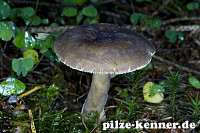 Pechschwarzer Milchling