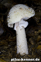 Perlpilz