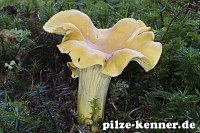 Pfifferling