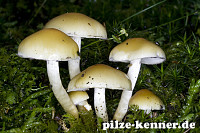 Rauchblättriger Schwefelkopf