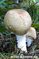 Riesenchampignon