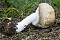 Riesenchampignon
