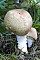 Riesenchampignon