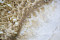 Riesenchampignon