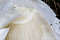 Riesenchampignon