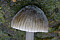 Rillstieliger Helmling