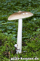 Rotbrauner Scheidenstreifling