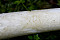 Rotbrauner Scheidenstreifling