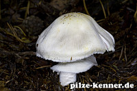 Schiefknolliger Anis-Champignon