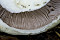 Schiefknolliger Anis-Champignon