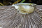 Schiefknolliger Anis-Champignon