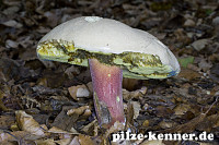 Schönfußröhrling
