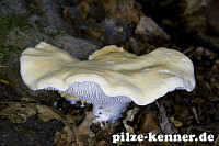 Semmelstoppelpilz