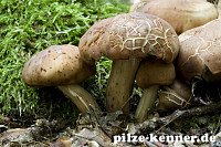 Spindeliger Rübling