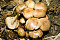 Spindeliger Rübling