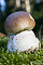 Steinpilz